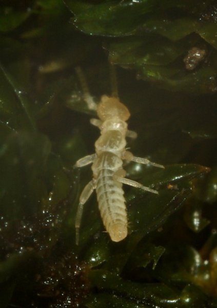 Campodeidae 1 (2).JPG