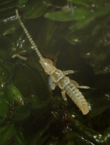 Campodeidae 1 (1).JPG