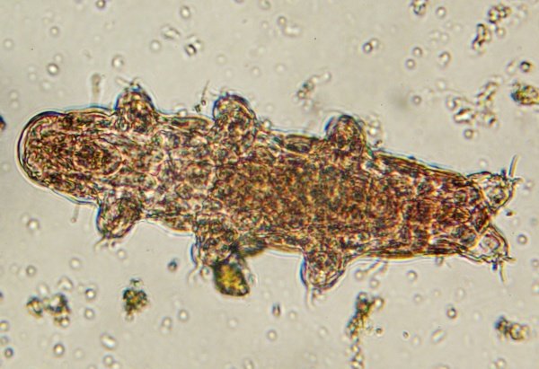 tardigrada1 (3).JPG