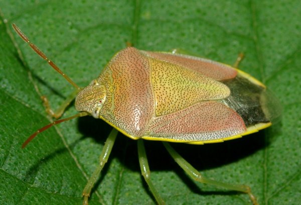 pentatomidae1 (1).JPG