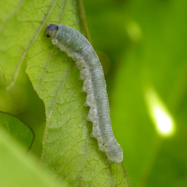 Tenthredinidae cf larva 43962.jpg