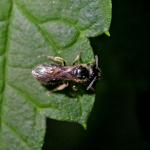Apidae 40960.jpg