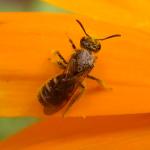 Apidae 48280.jpg