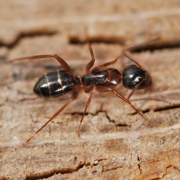 Camponotus (Myrmentoma) fallax worker NE6619.jpg