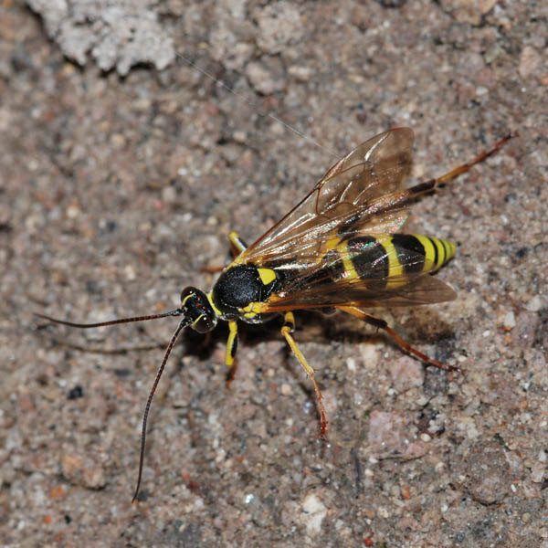 Ichneumonidae NF3023.jpg