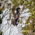 Camponotus (Myrmentoma) fallax worker NG6915.jpg