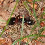 Camponotus sp NH4833.jpg