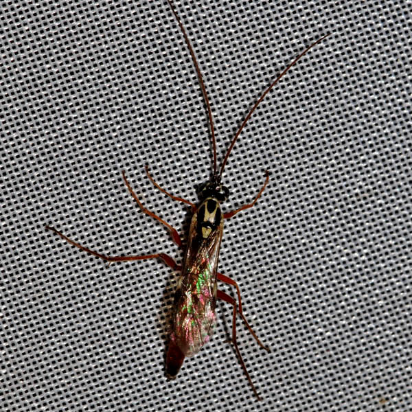 Ichneumonidae_NH7092.jpg