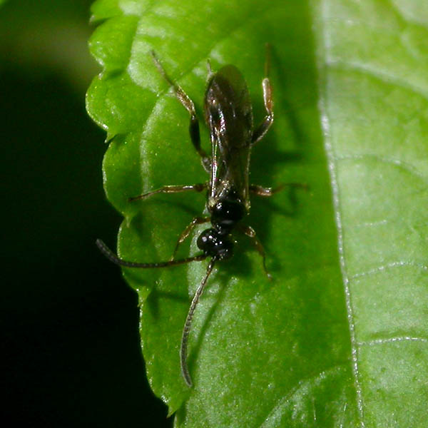 Ichneumonidae 43694.jpg