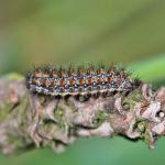 Lepidoptera larva NE5559.jpg