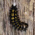 Lepidoptera larva NG7056.jpg