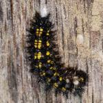 Lepidoptera larva NG7057.jpg