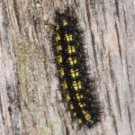 Lepidoptera larva NG7058.jpg