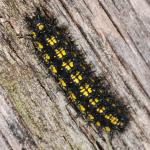 Lepidoptera larva NG7059.jpg