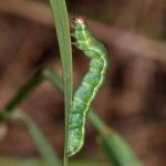 Lepidoptera larva NI1385.jpg