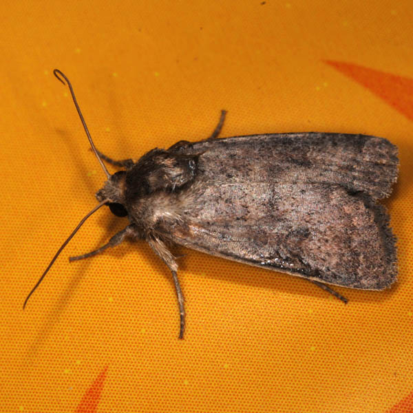 Noctuidae NI1502.jpg