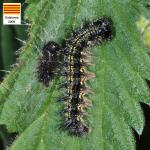 Lepidoptera larva NF8100.jpg