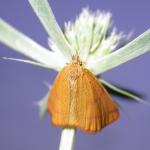 Lythria purpuraria 46271.jpg