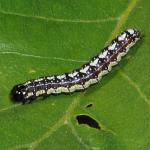 Lepidoptera larva NH0175.jpg