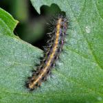 Nymphalidae larva NH5356.jpg