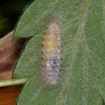 Lepidoptera larva NI9848.jpg