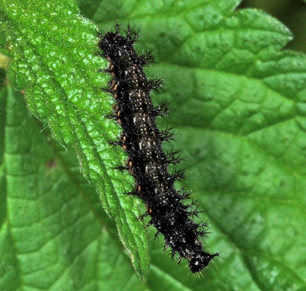 Nymphalidae larva NJ2077.jpg