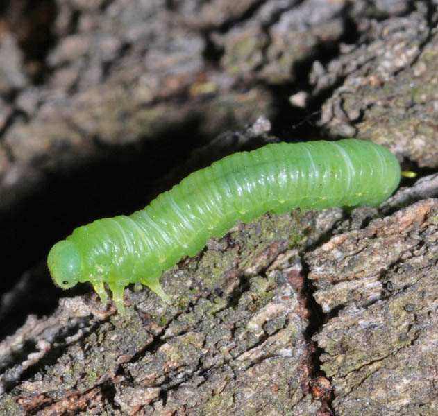Lepidoptera cf larva NG8438.jpg