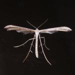 Pterophoridae 45069.jpg
