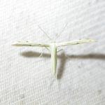 Pterophoridae 58778.jpg