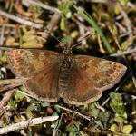 Erynnis tages PK085