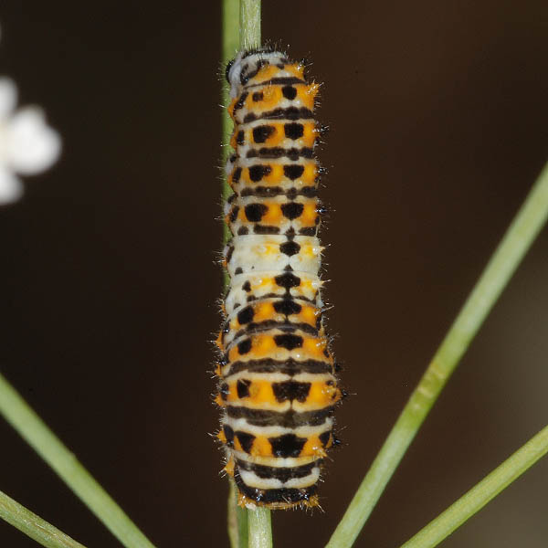 Papilio machaon larva NI8273.jpg