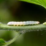 Lepidoptera larva 41571.jpg