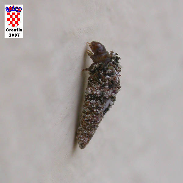 Lepidoptera larva 56526.jpg