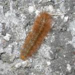 Phragmatobia fuliginosa  larva 57342.jpg